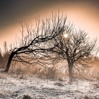 Leafless tree winter wallpaper