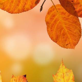 Android brown leaves wallpaper