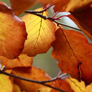 Android brown leaves wallpaper