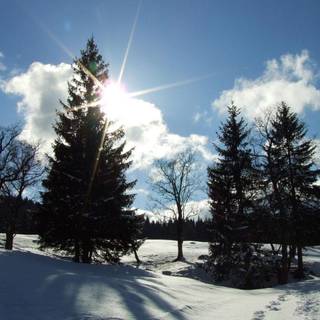 Winter sun wallpaper