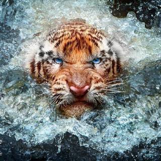 Wildlife photography wallpaper