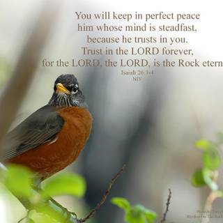 Perfect peace wallpaper