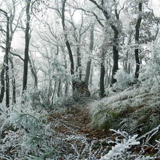 Winter trail wallpaper