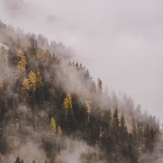 Misty park wallpaper