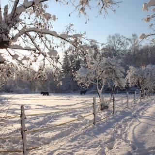 Winter time wallpaper