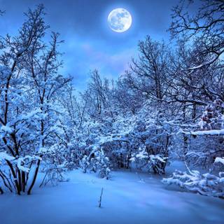 Winter time wallpaper