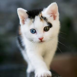 Cute kittens mobile wallpaper