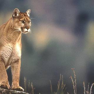 Puma animal wallpaper