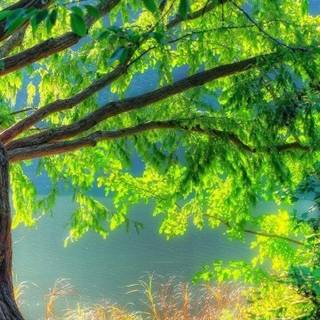 Green ground nature mobile wallpaper