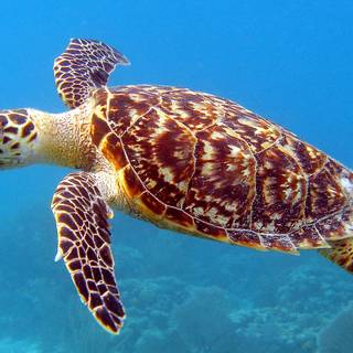 Turtle underwater wallpaper