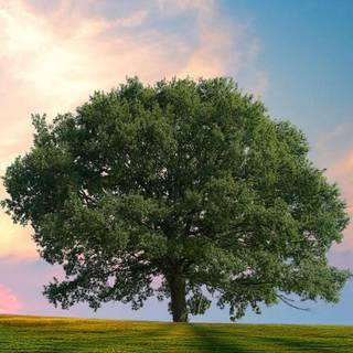 Hd trees mobile wallpaper