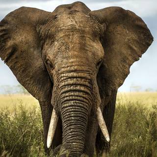 African safari elephants wallpaper