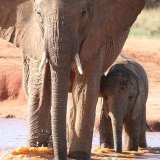 African safari elephants wallpaper
