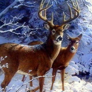 Deer snow wallpaper