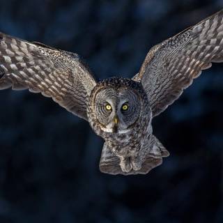 Burung hantu wallpaper