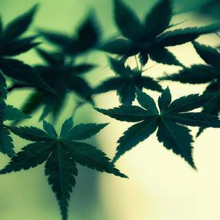 Cannabis 4k tumblr wallpaper