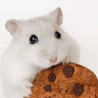 Kawaii computer hamster wallpaper