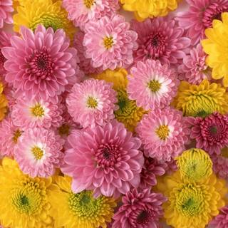 Flower computer wallpaper