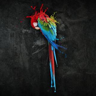 Parrot OS desktop wallpaper