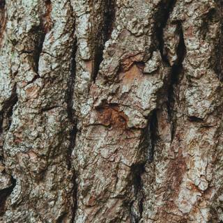 Tree phone wallpaper