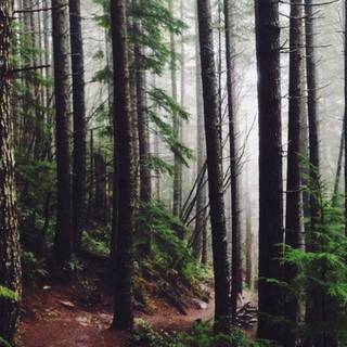 Tree phone wallpaper