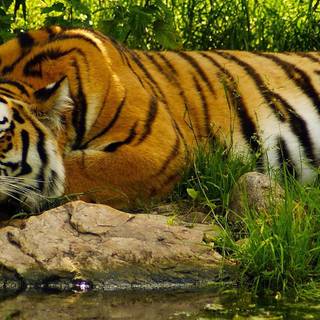 Alone jungle mobile wallpaper