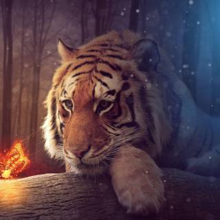 Tiger 4k wallpaper