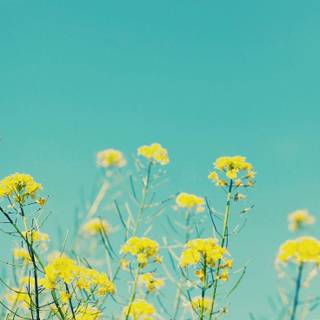 Cute for iPhone wallpaper