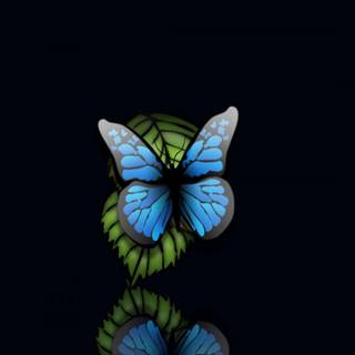 Butterfly mobile HD wallpaper
