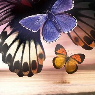 Butterfly mobile HD wallpaper