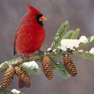 Winter cardinals wallpaper