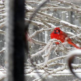 Winter cardinals wallpaper
