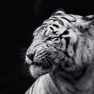 Black and white tigers wallpaper