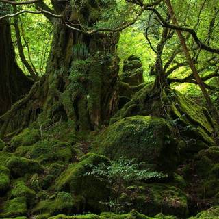 Jungle desktop wallpaper