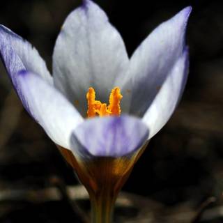 1080x2340 Mobile wallpaper