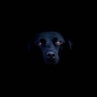 Black dog HD wallpaper