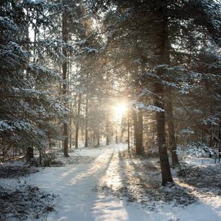 Winter wonderland aesthetic wallpaper