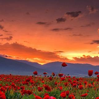 Farm phone wallpaper