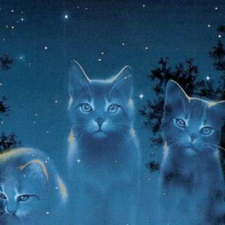 Warrior cat wallpaper