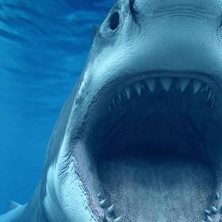 Shark Android wallpaper
