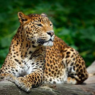 Leopard animal Ultra HD wallpaper
