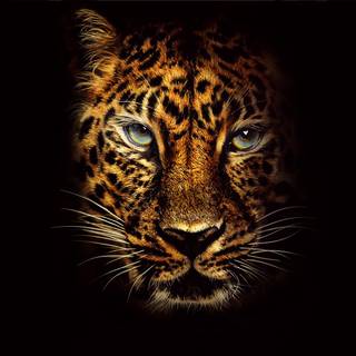 Leopard animal Ultra HD wallpaper