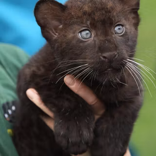 Baby panther wallpaper