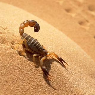 Invertebrate animals wallpaper