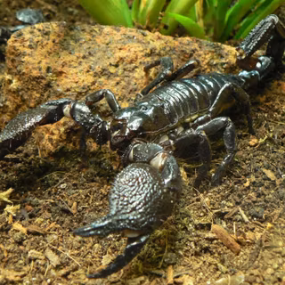 Invertebrate animals wallpaper