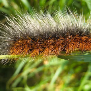 Invertebrate animals wallpaper