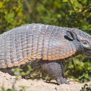 Armadillo wallpaper