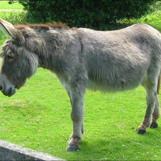 Ass animal wallpaper