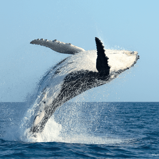 Humpback whale wallpaper