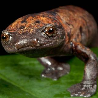 Salamanders wallpaper